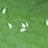 How to Prevent and Treat Whiteflies in Cannabis Plants