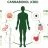 The Science of CBD and Your Endocannabinoid System Explained