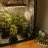 Common Mistakes Made by First-Time Cannabis Growers