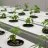 Hydroponics vs. Aeroponics: Which System Takes the Crown in Cannabis Cultivation?