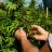 A Guide to Prepping Your Outdoor Garden for Cannabis Cultivation