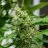 Autoflowering Cannabis Breeding 101: Tips, Tricks, and Insider Secrets Revealed