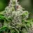 Unveiling the Science of Triploid Cannabis Breeding
