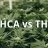 THCA vs. THC: Understanding the Differences