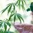 Cannabis Foliar Spraying: An Overview