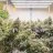 Tips on Choosing a Cannabis Strain to Grow