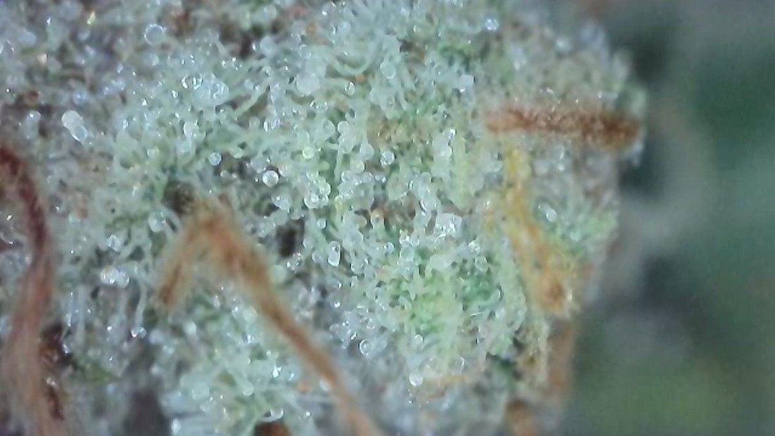 4k wifi microscope or nice trichome camera pictures need to check trichome ripeness or heaven 13