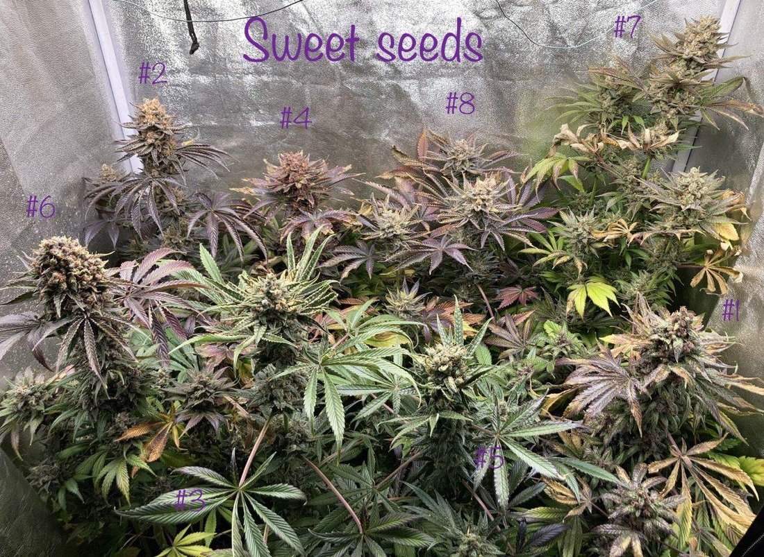 6751293 grow journal by orchydissweet seedstropicanna poison f1 fast version