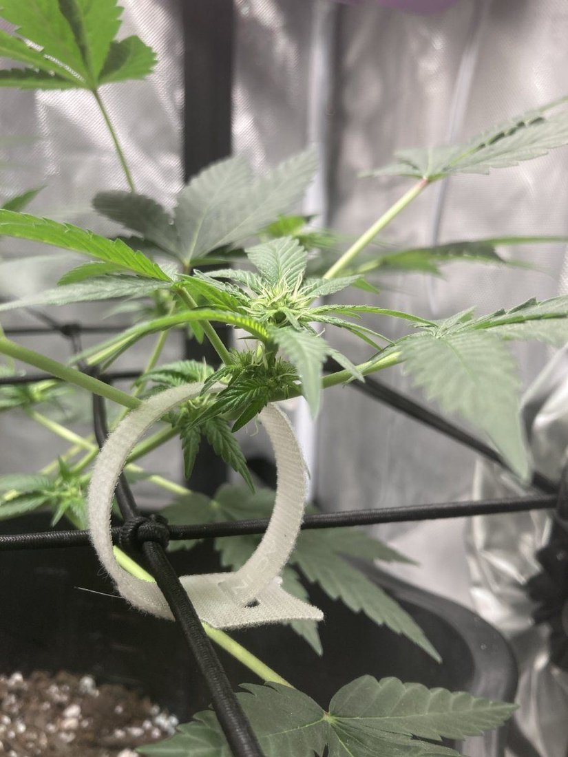 Any tips on progressing through the flowering stage 2