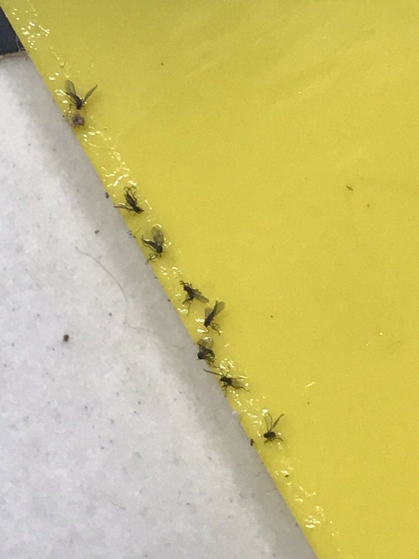 Are these things fungus gnats 2