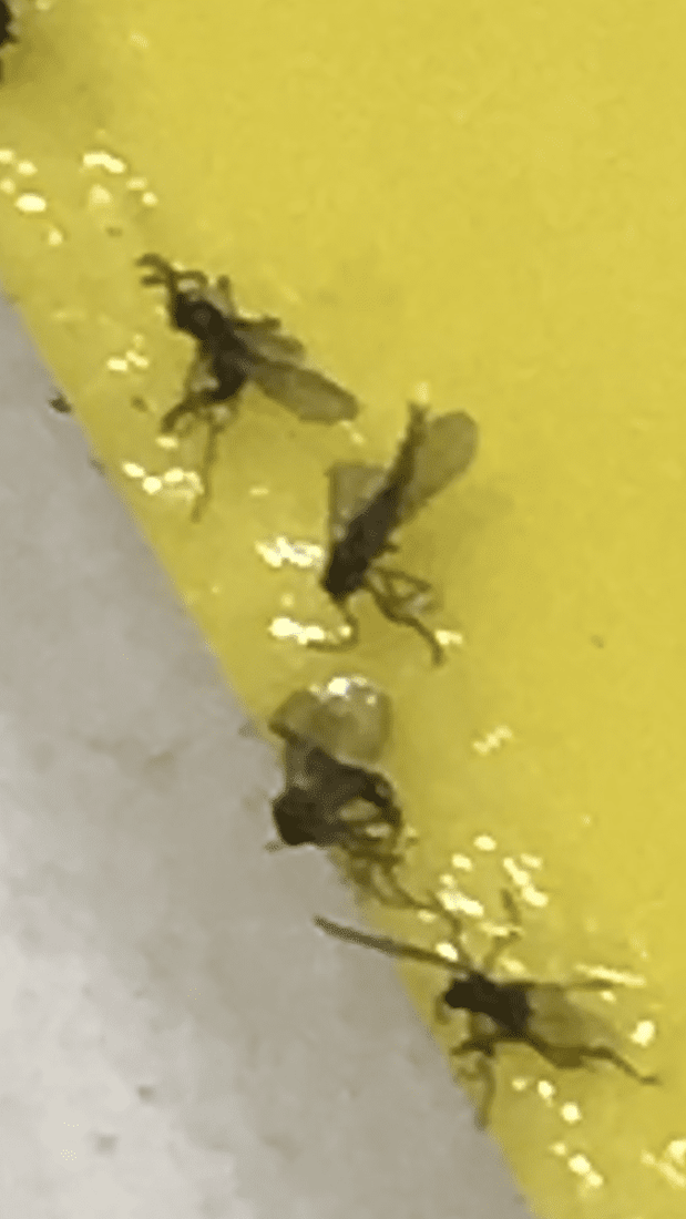 Are these things fungus gnats