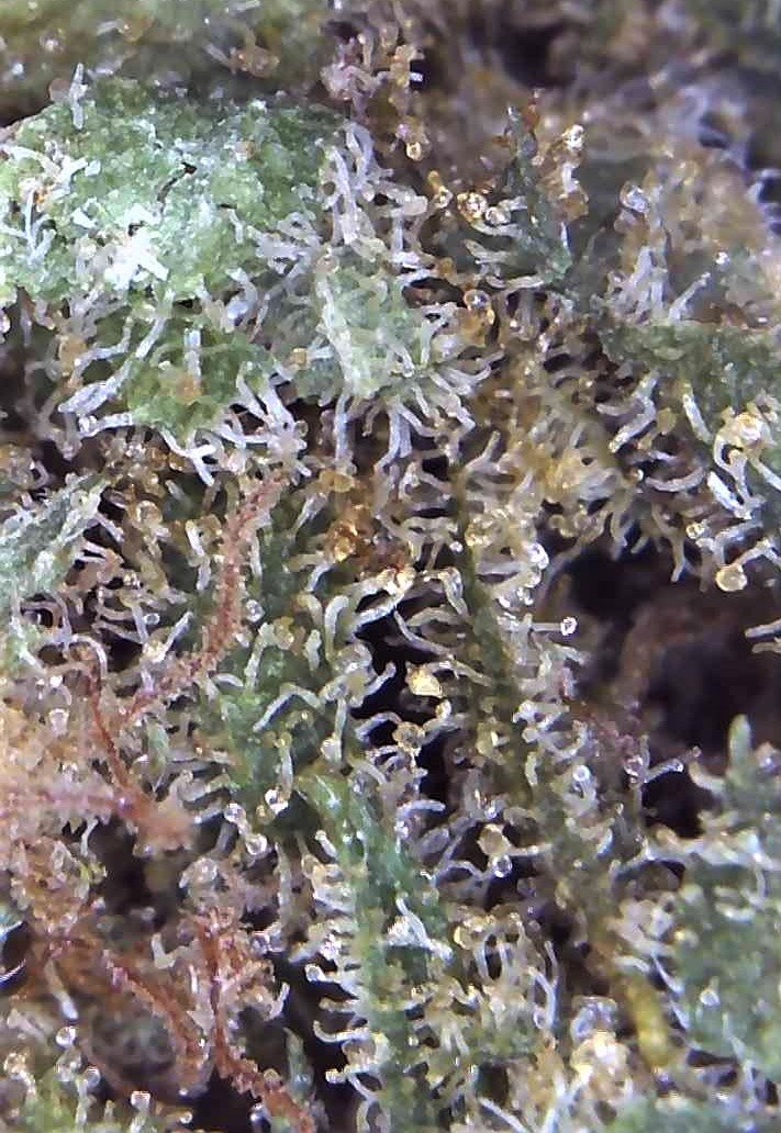 Canada govt weed   mk ultra   with microscope pics 2
