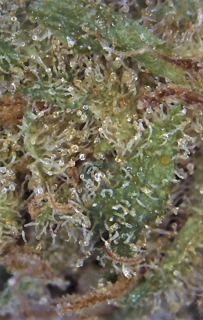 Canada govt weed   mk ultra   with microscope pics 3