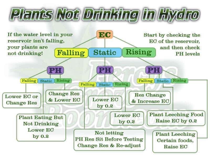 Cannabis Plants not drinking in hydroponics