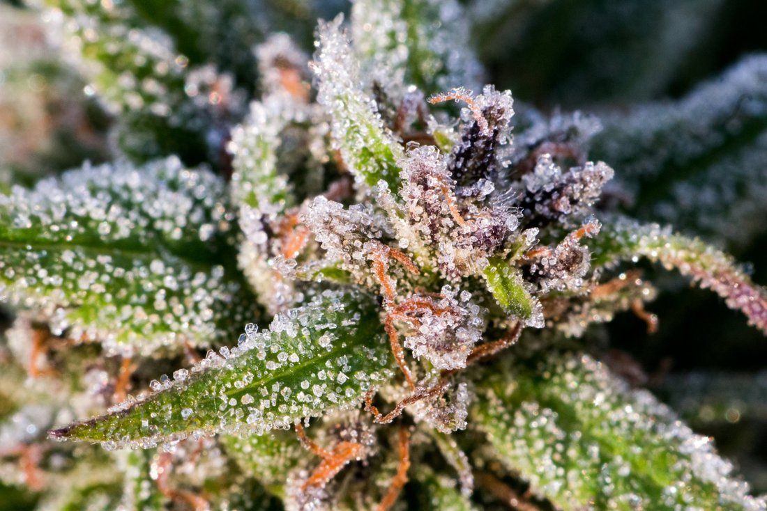Frost on Cannabis October 18 2019 11