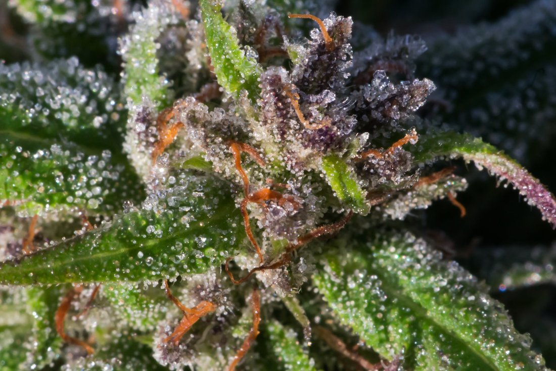 Frost on Cannabis October 18 2019 19
