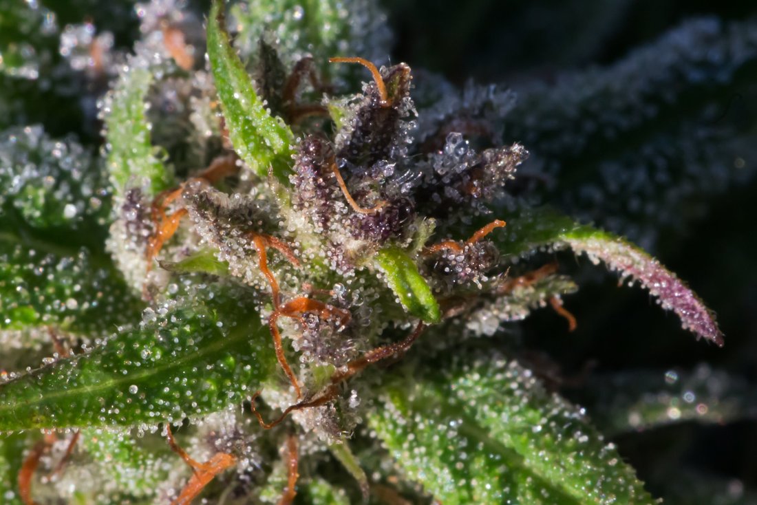 Frost on Cannabis October 18 2019 20