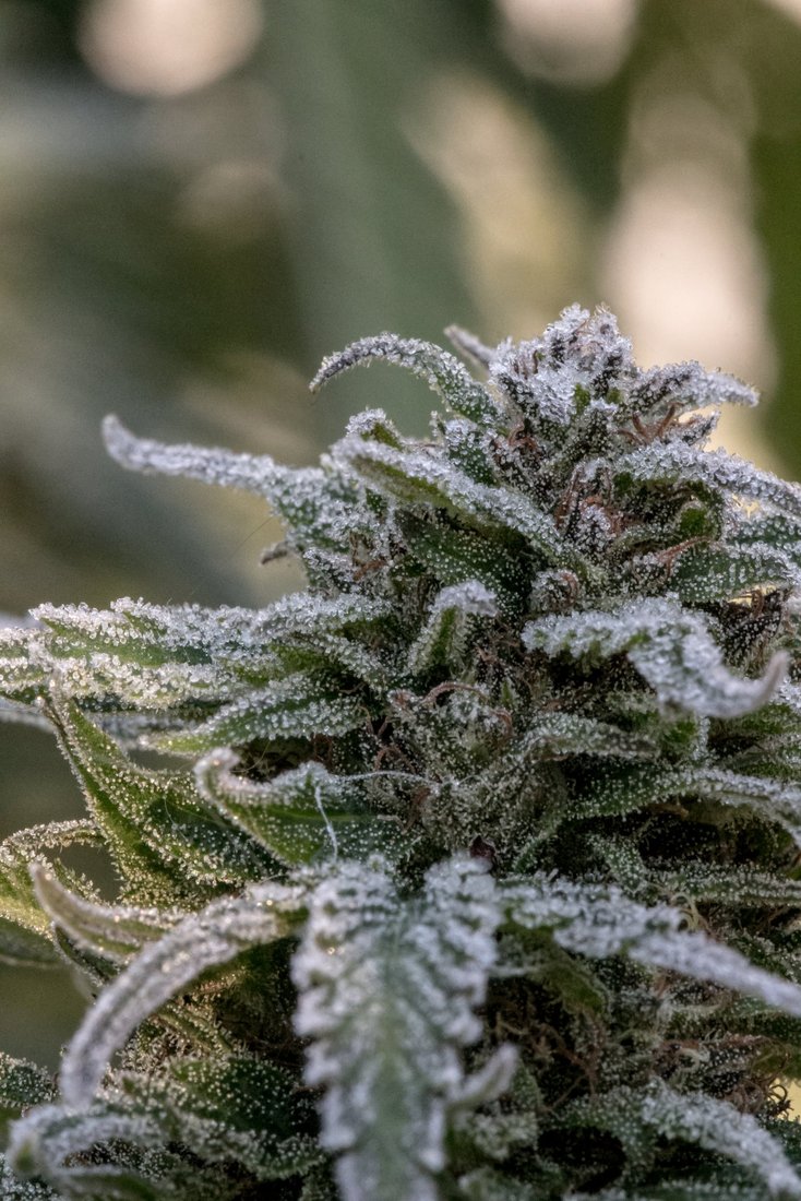 Frost on Cannabis October 18 2019 6