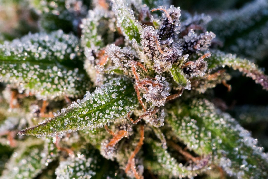 Frost on Cannabis October 18 2019 8