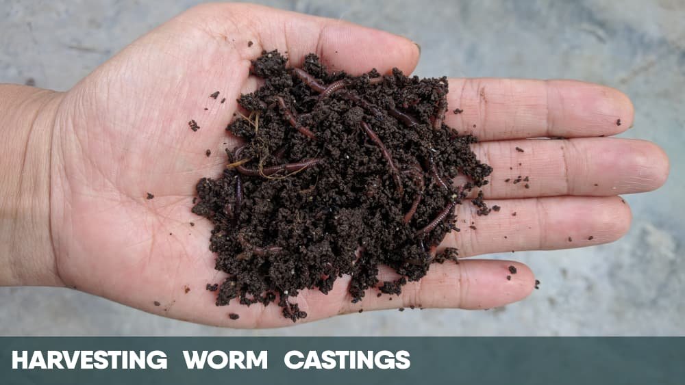Harvesting worm castings for growing cannabis