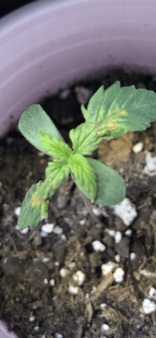 Having a problem with seedling