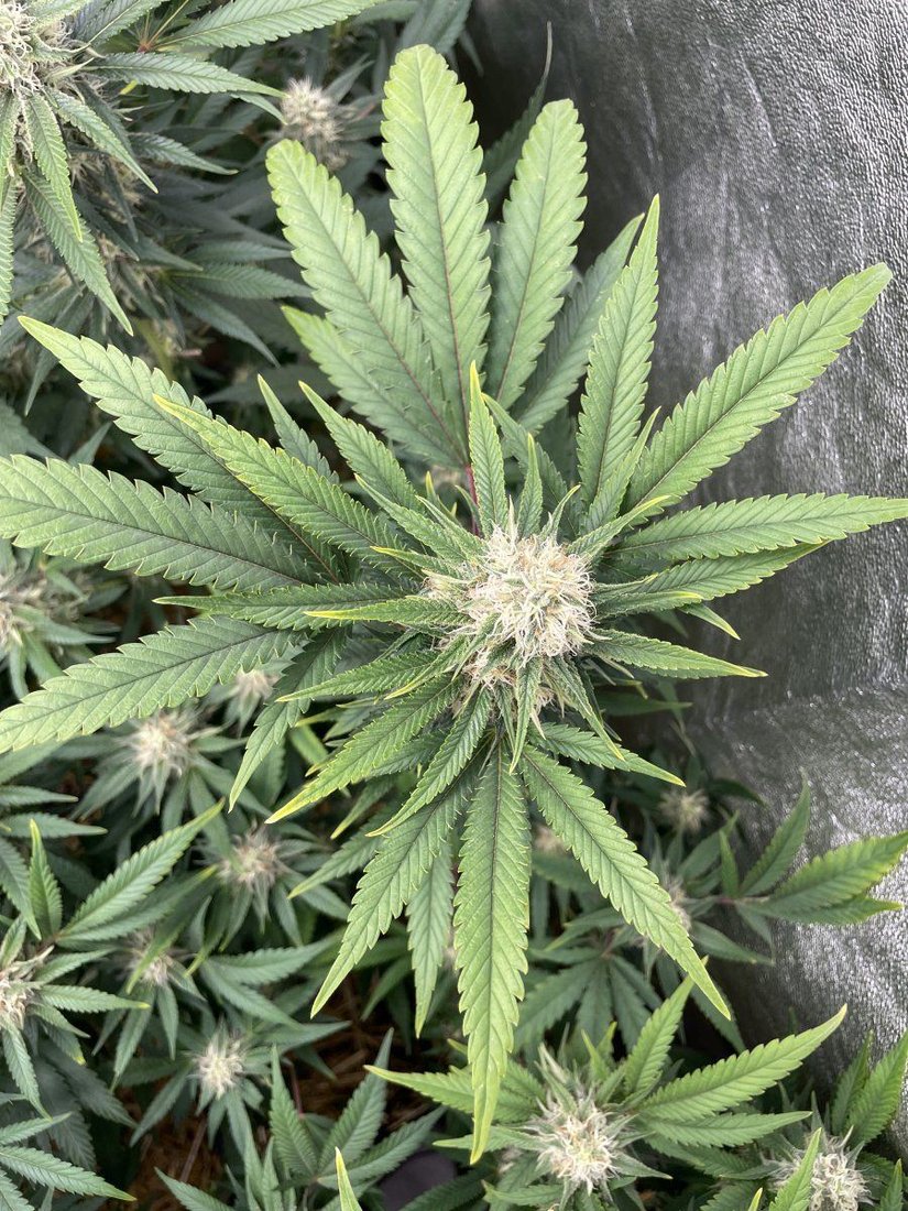 Help please yellow tip on leaves 2
