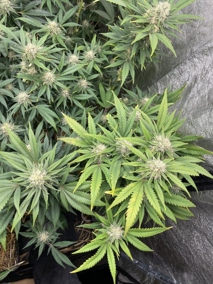Help please yellow tip on leaves 3