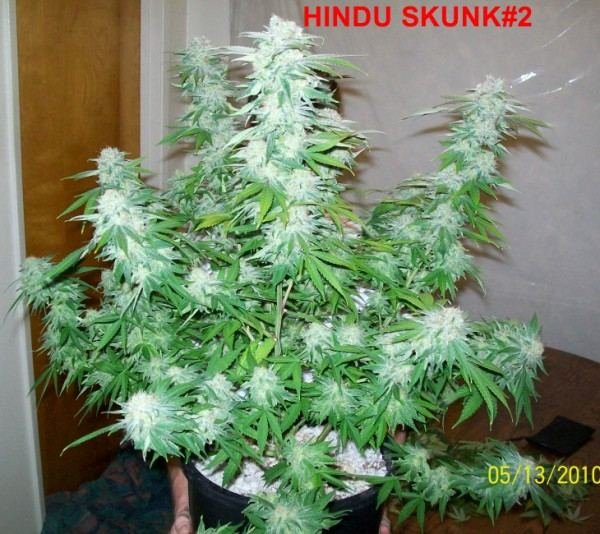 HINDU SKUNK2 006 600x534