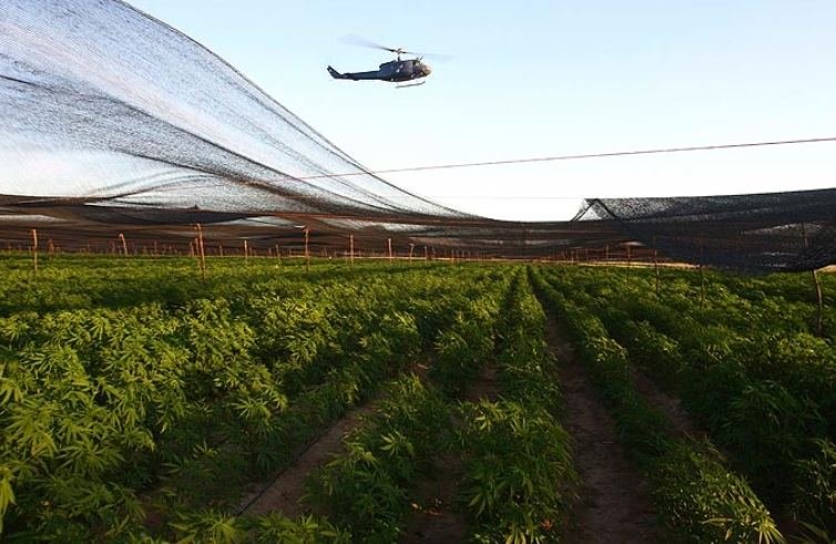 Holy shit 300 acre marijuana plantation in mexico 2