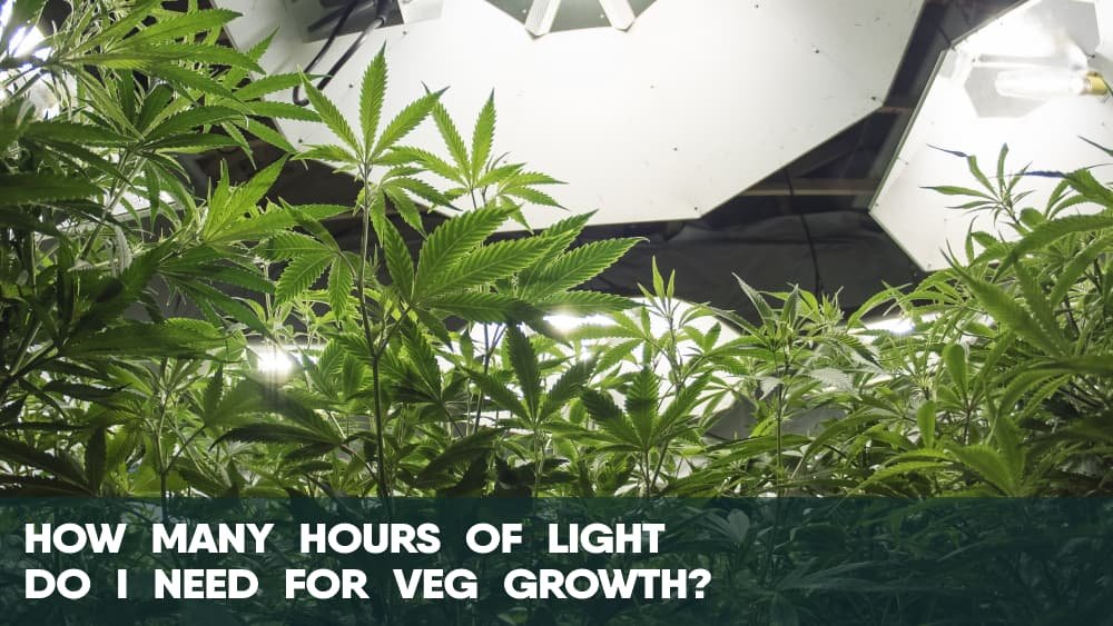 How many hours of light do I need for cannabis veg growth
