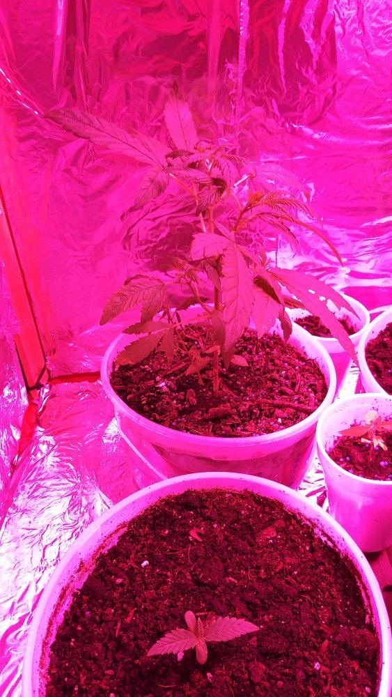 Indoor grow newbie 6