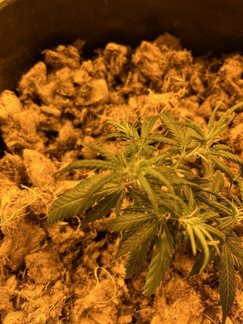 Mapito grow problems please help 4