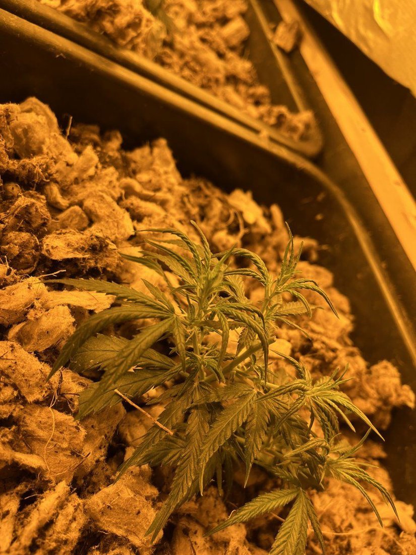 Mapito grow problems please help 5