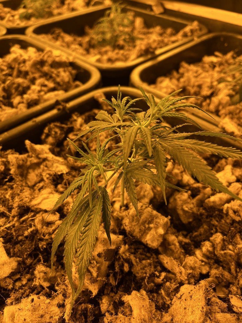 Mapito grow problems please help 6