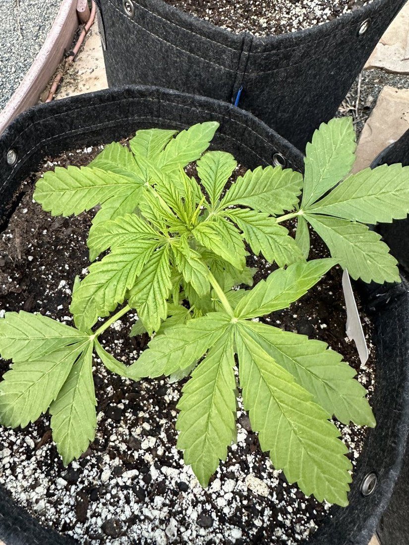 Marijuana plants sick pictures included need help 2