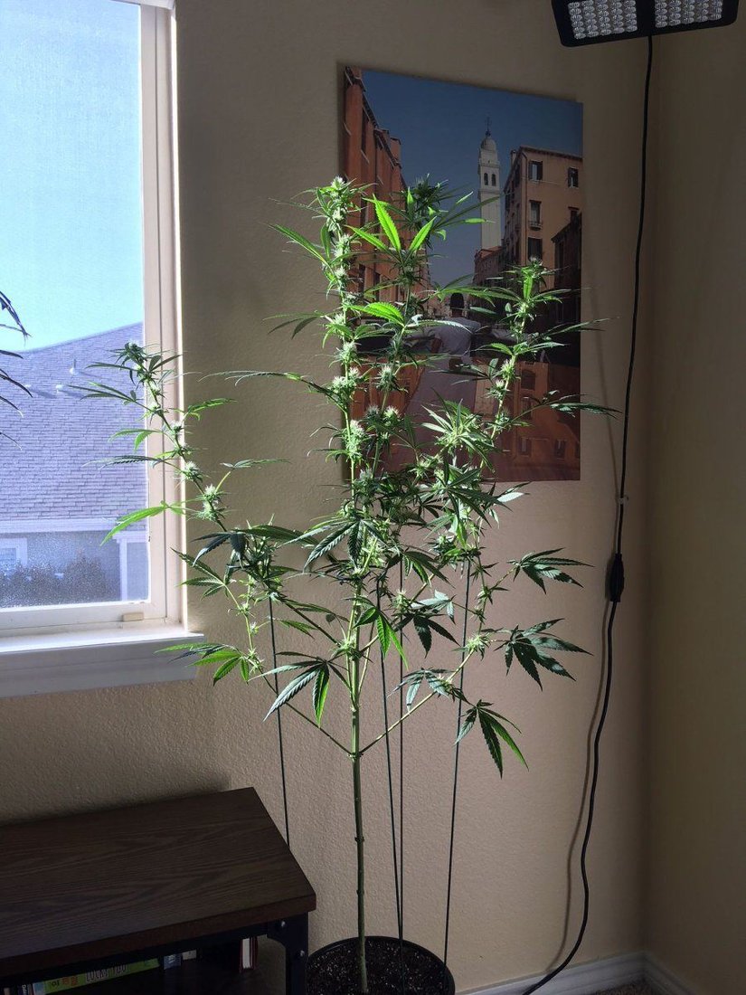 My first indoor grow
