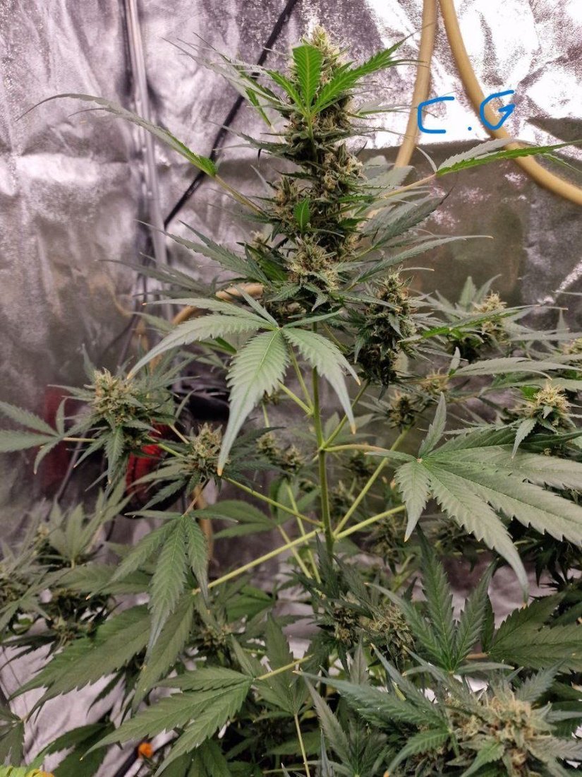 My last grow i need commentsadvise in order to improve 5