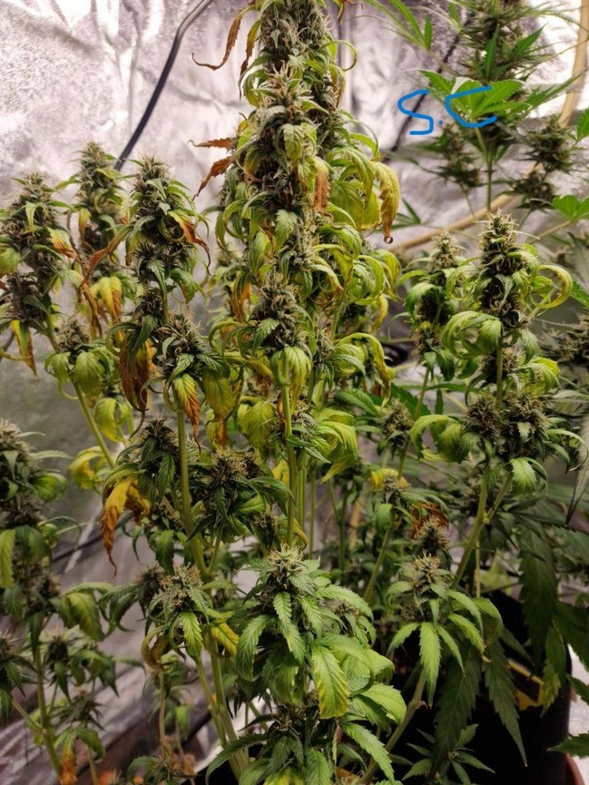 My last grow i need commentsadvise in order to improve 8