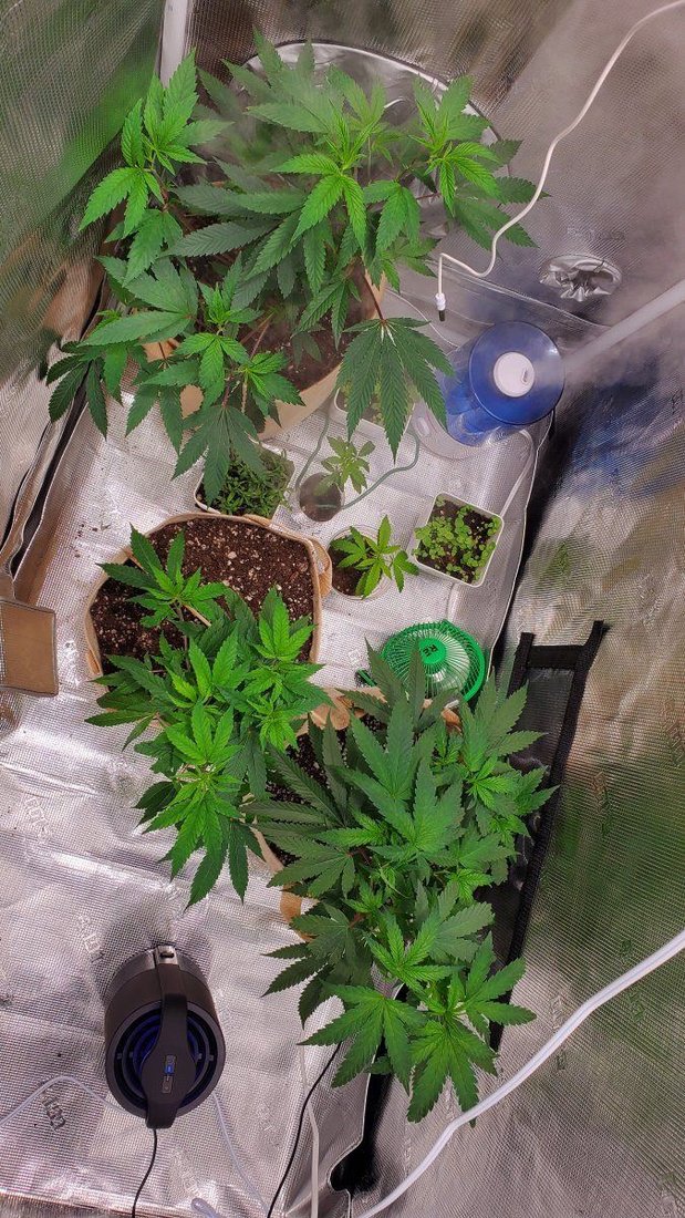 New grower how they look 3