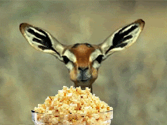 Popcorn Deer 52