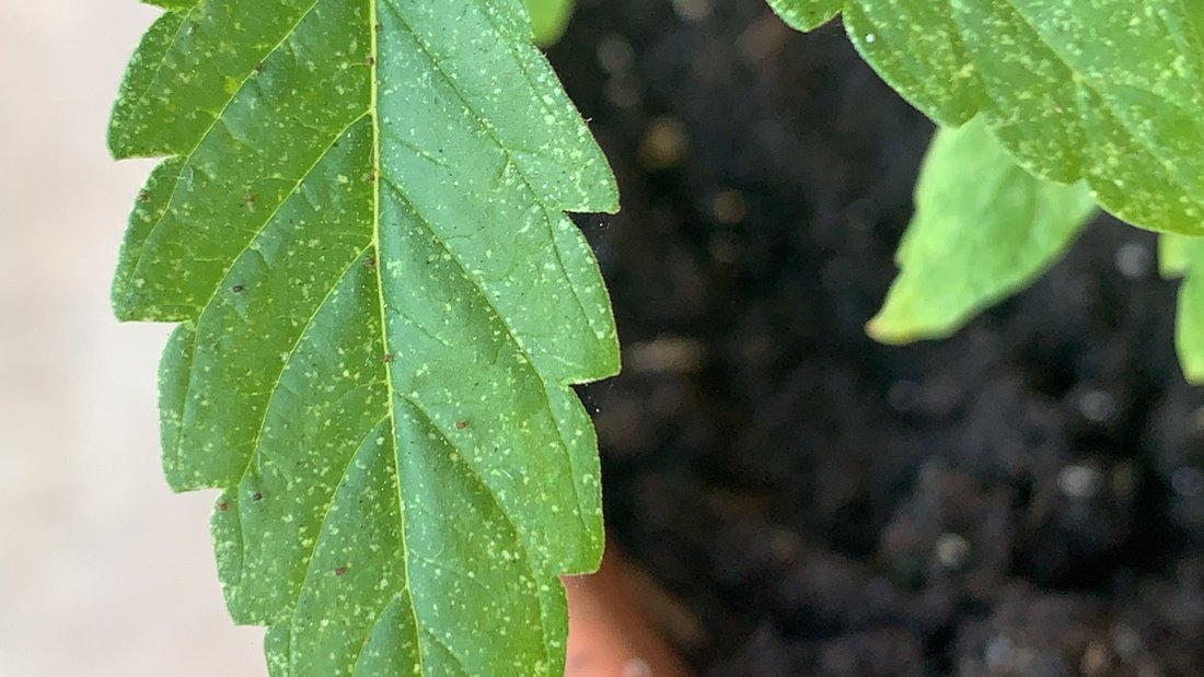 Problem with little insects on leaves 4