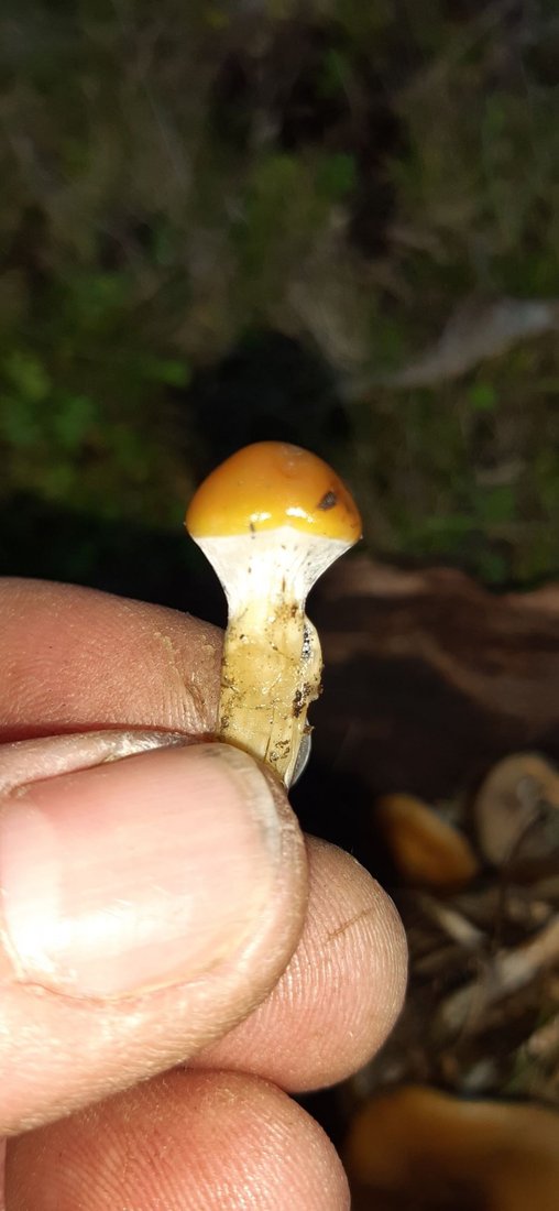 Searching  for  gold top shrooms