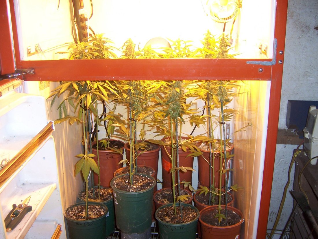 Serious Seeds White Russian 8 wks 33 inches with 1 gal pot2