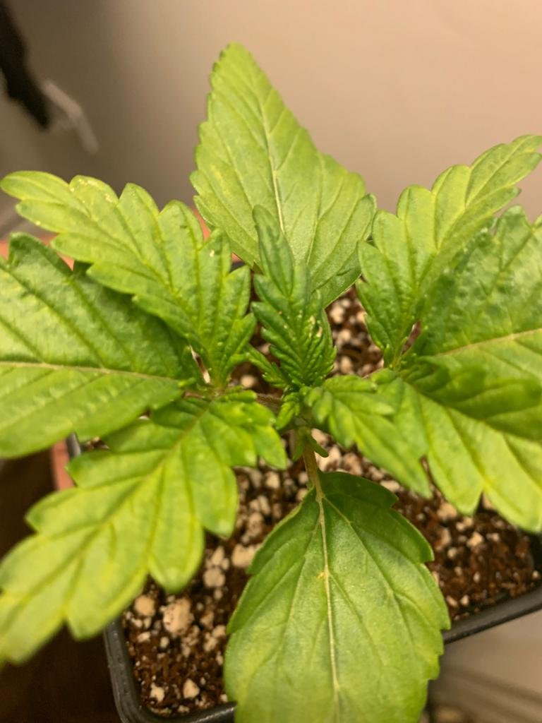 Tiny kinda spots on my plants 2