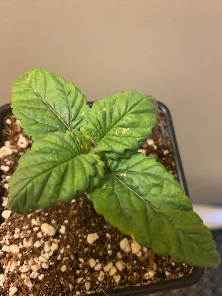 Tiny kinda spots on my plants 3