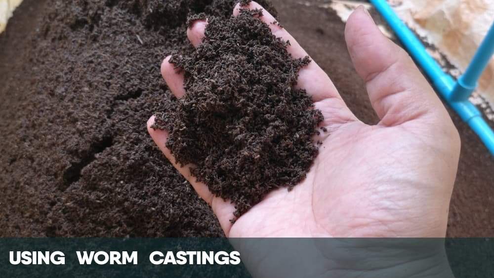 Using worm castings for growing weed