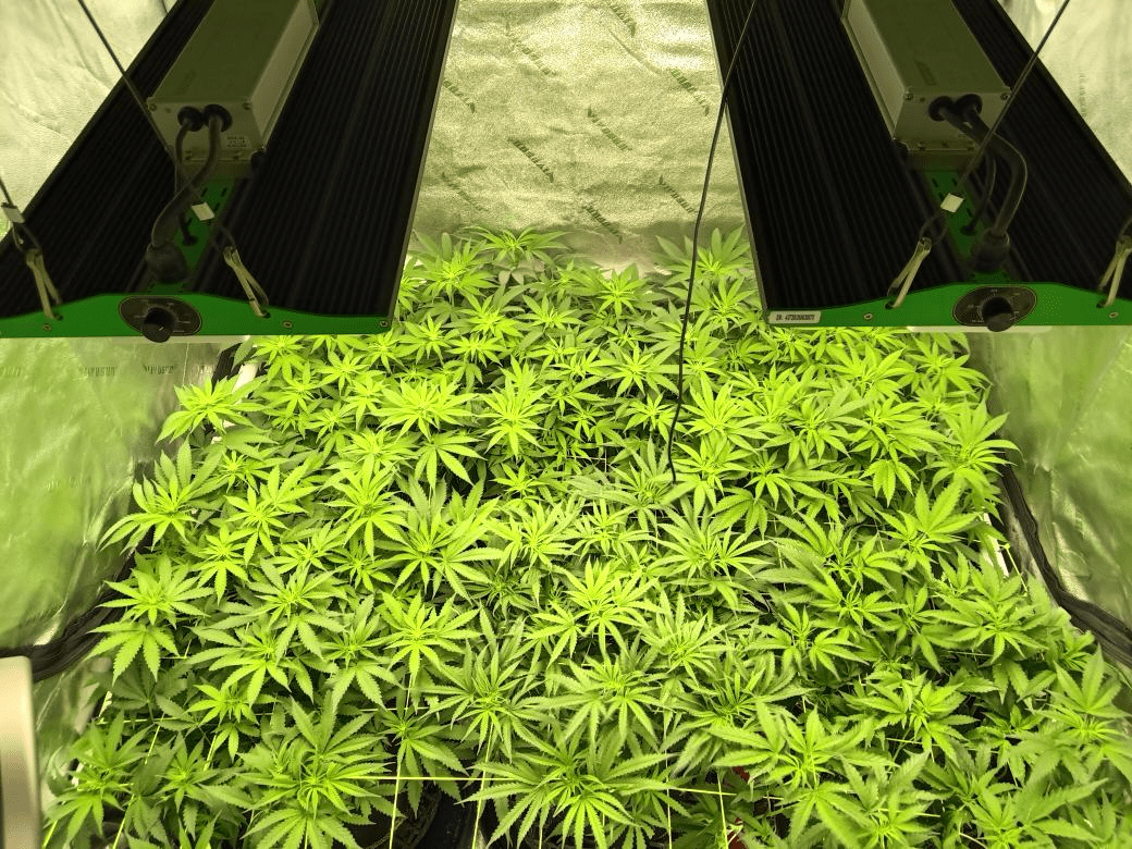 Veg tent running with two viparspectra p2000