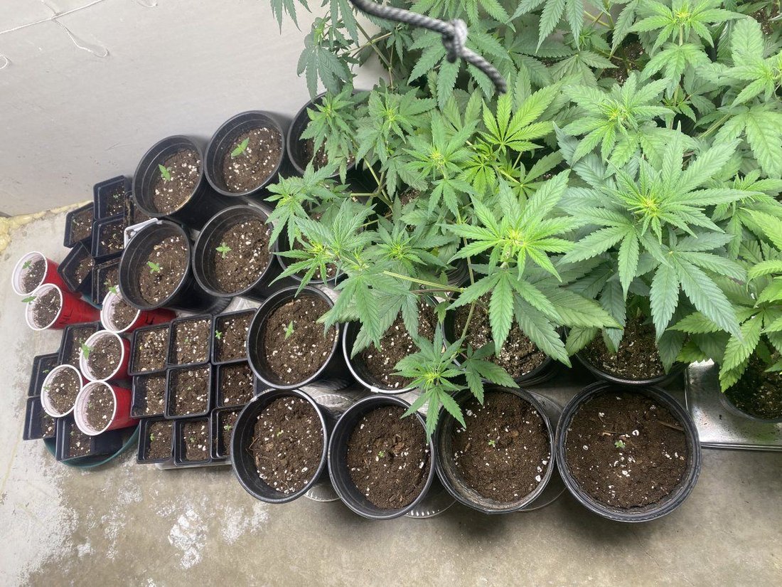 Whats growing on homies lets see your babies whats your grow plan 3