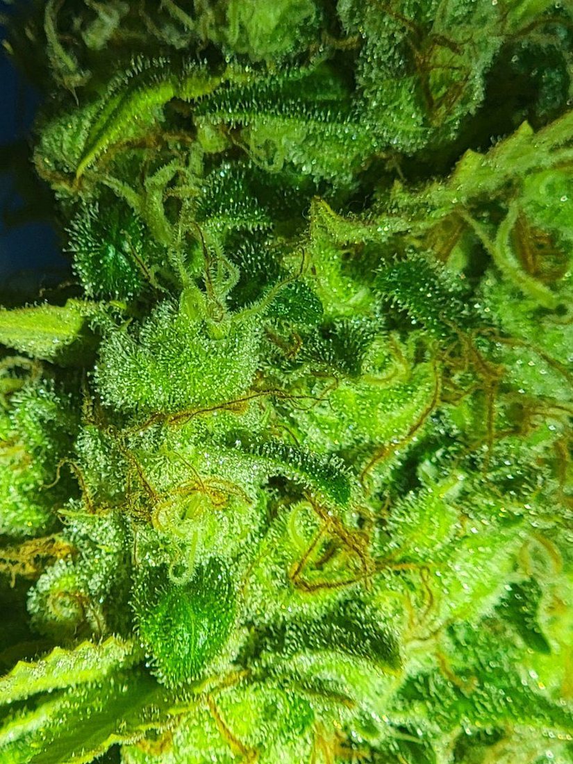 Harvest time and i need a few sets of eyes to look at these close ups and help me learn what i 2