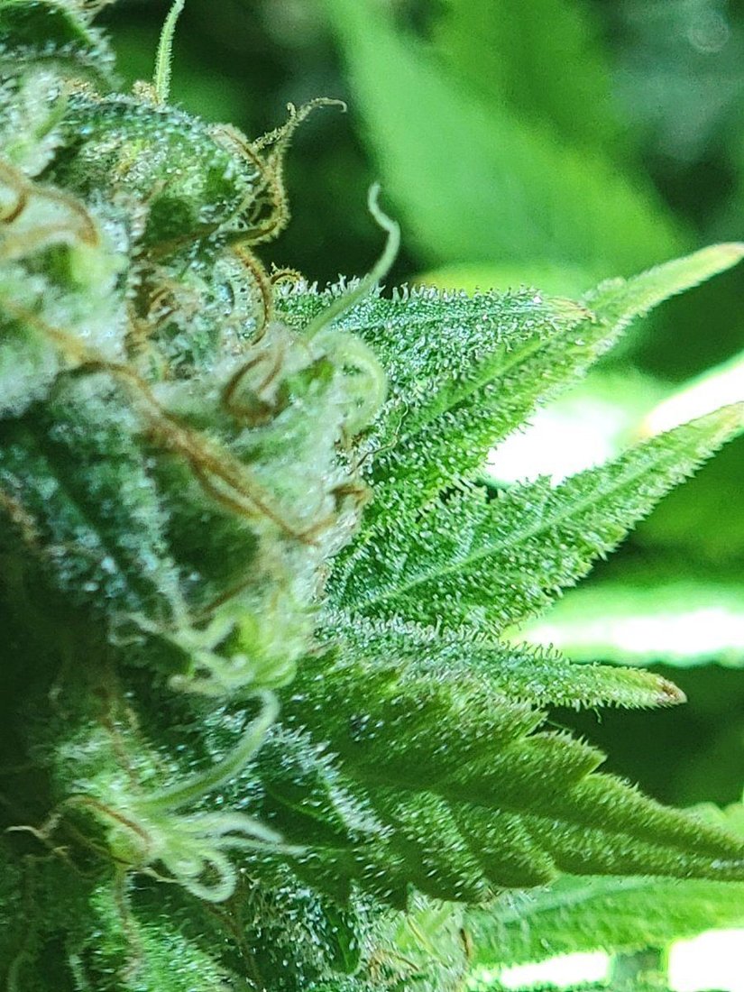Harvest time and i need a few sets of eyes to look at these close ups and help me learn what i 3